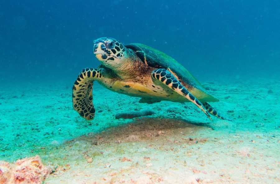 Baby turtle spends six days excreting plastic only. Humans to blame