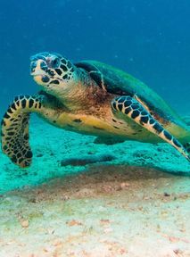 Baby turtle spends six days excreting plastic only. Humans to blame