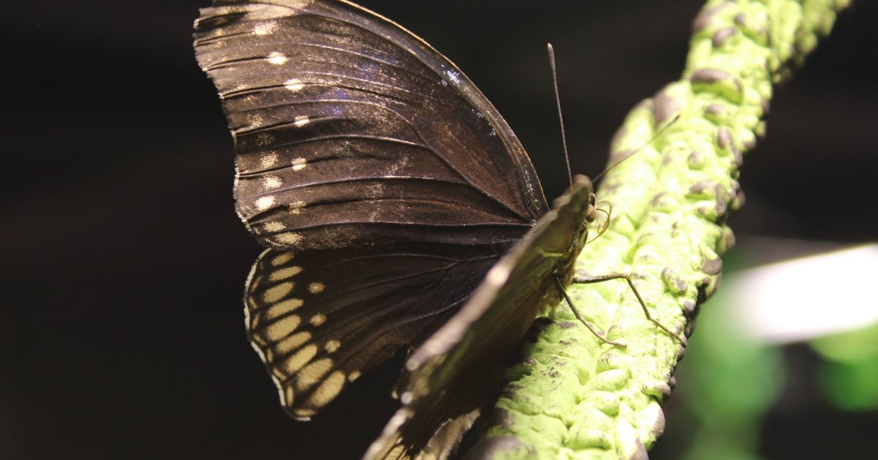 Boisz się owadów? Ekspert wyjaśnia, jak przezwyciężyć lęk