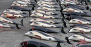 Wyspy Owcze. "Nagrania z masakry prawie 1500 delfinów mrożą krew w żyłach"