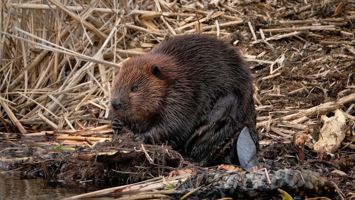 Dopłaty bobrowe. Resort komentuje pomysł