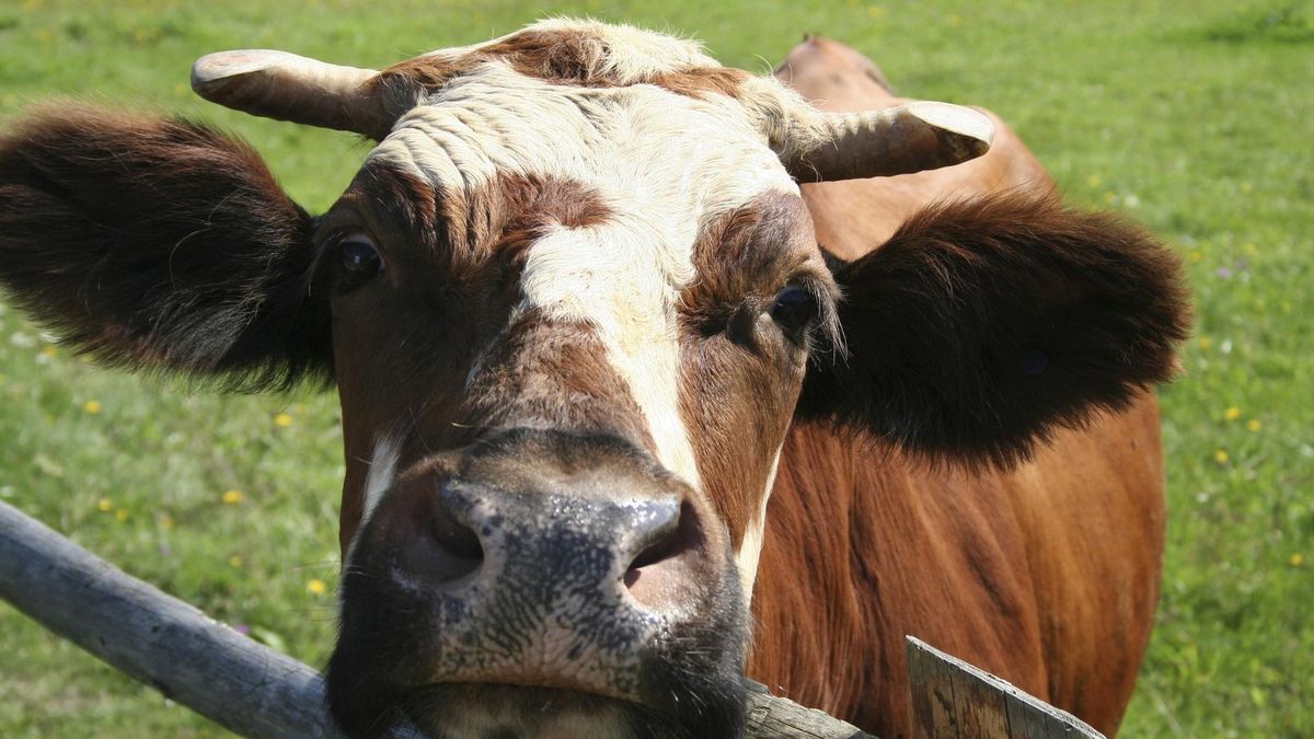 Choroba guzowata skóry bydła nadciąga z południa Europy.