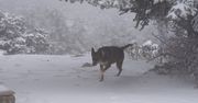 Tysiące psów w polskich lasach. "Mogą zabijać"