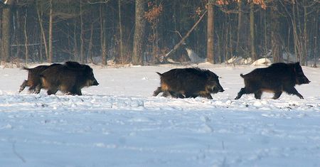 Powstał nowoczesny ośrodek rehabilitacji dla dzikich zwierząt