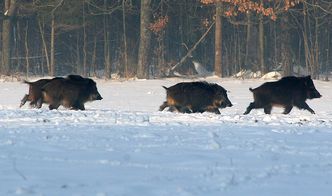 Na Białorusi wybiją wszystkie dziki