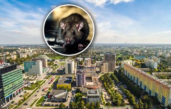 Plaga szczurów w polskim mieście. Spółdzielnia reaguje