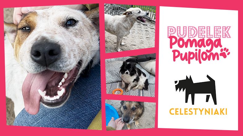 Pudelek Pomaga Pupilom