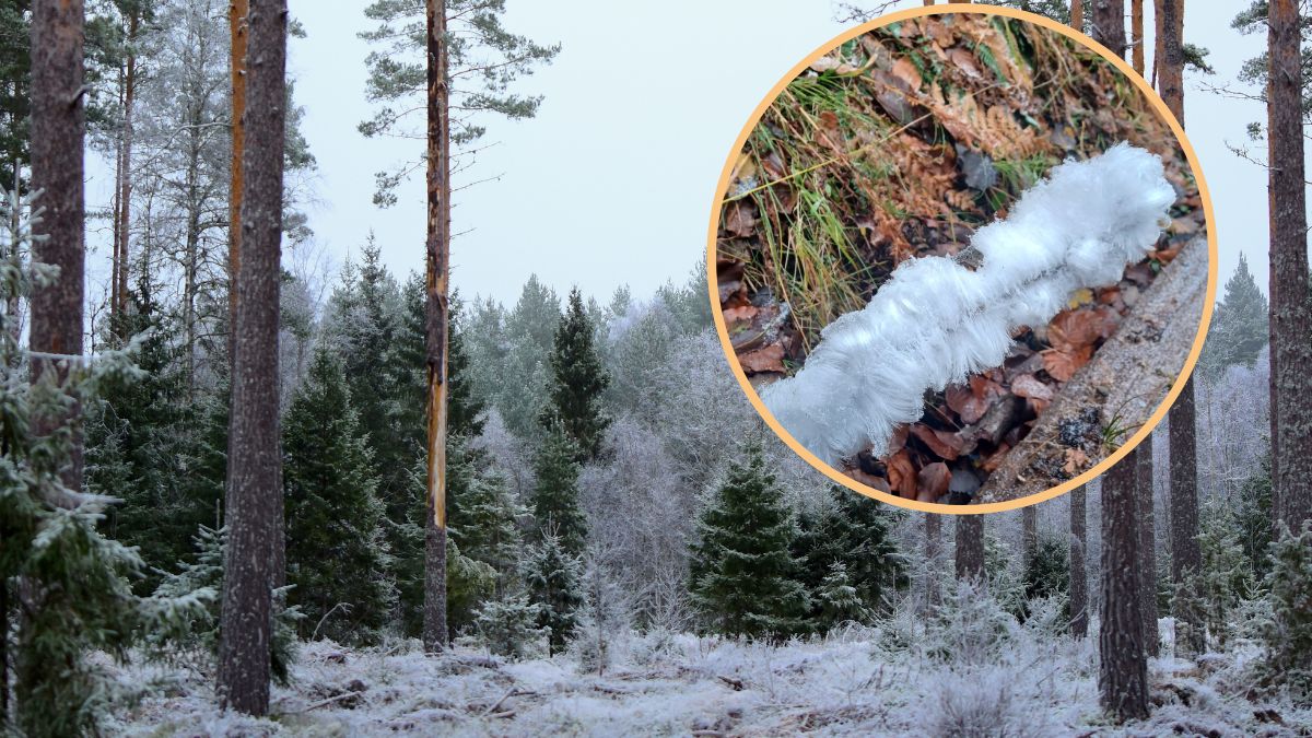 Lodowe włosy robią wrażenie.