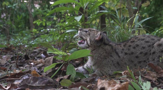 Dzikie koty Tajlandii