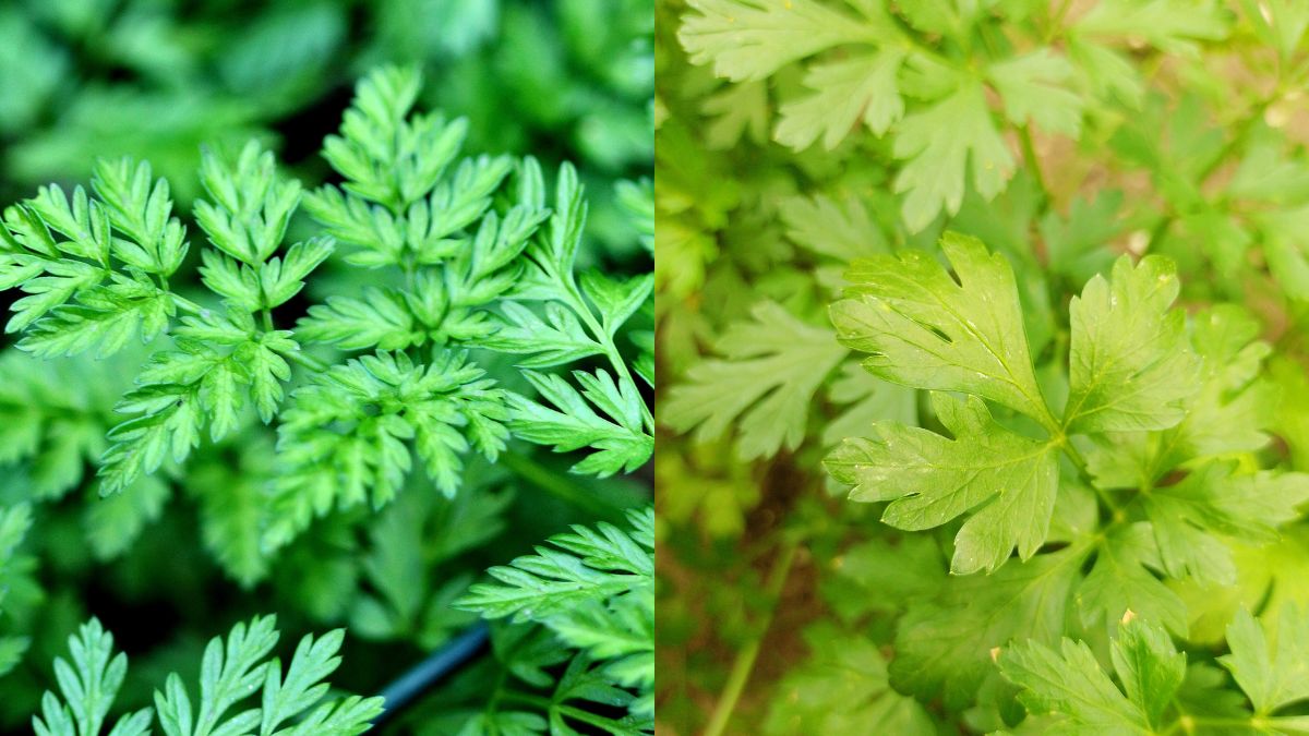 Po lewej szczwół plamisty, po prawej nać pietruszki