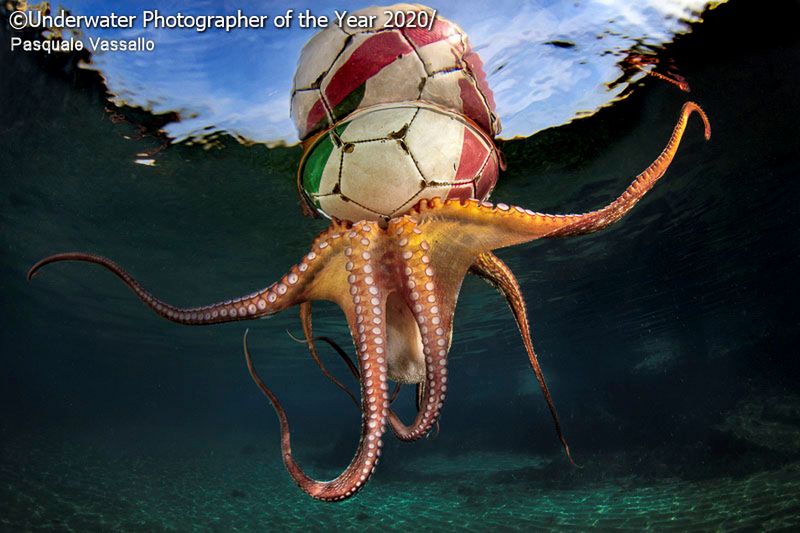 Underwater Photogrpher of the Year 2020 – najlepsze zdjęcia podwodne 4