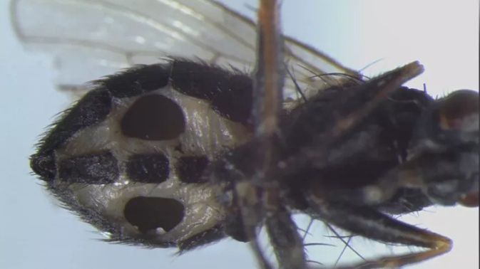 mucha grzyb naukowcy