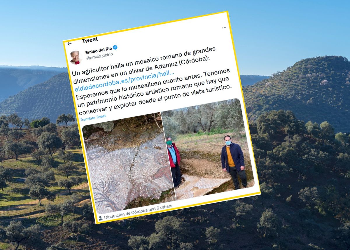 Mozaika została znaleziona między drzewami oliwnymi 