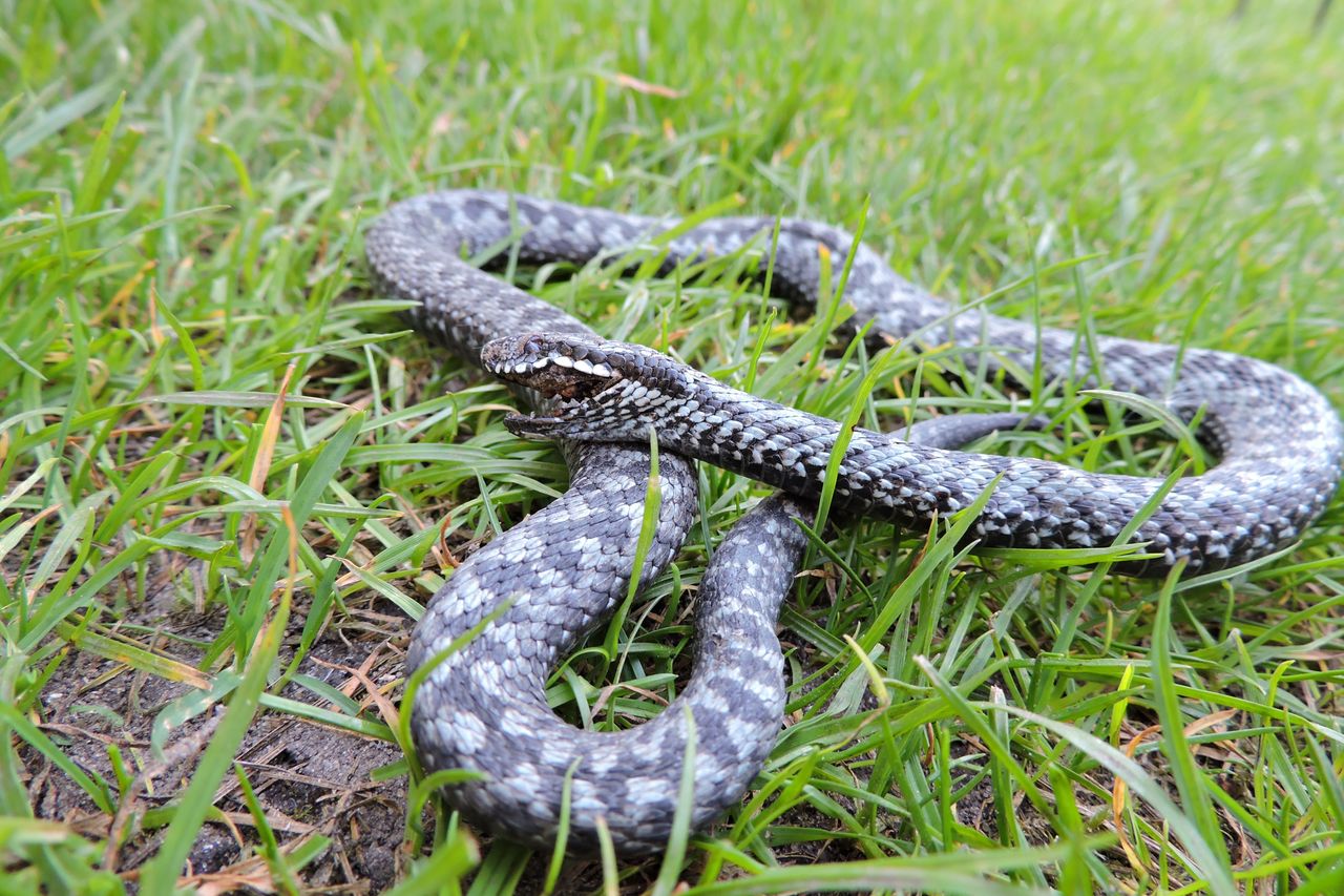 Plant these herbs to keep snakes away from your yard