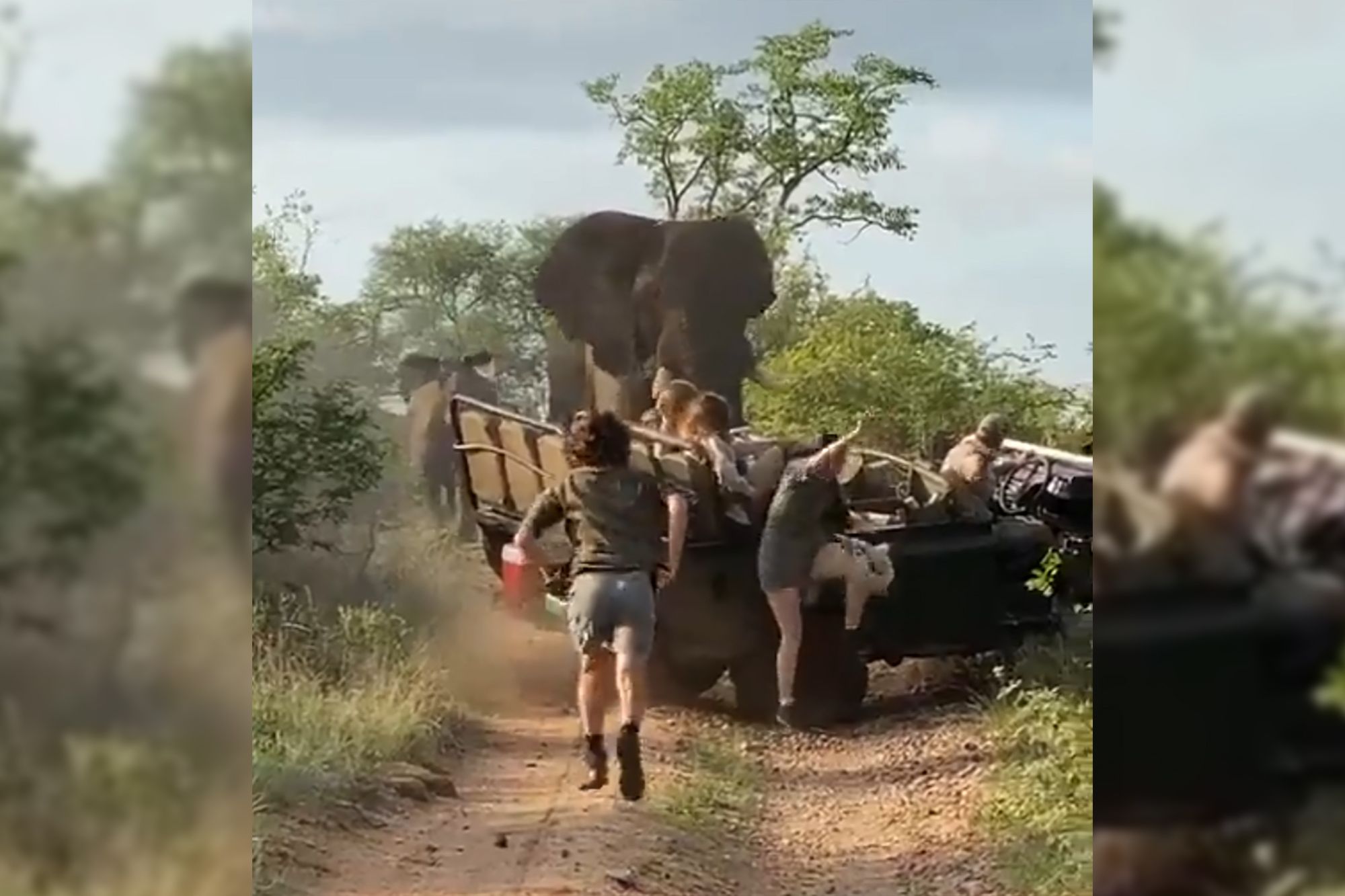 Pojechali na safari i mało co nie przypłacili tego życiem. Słoń szarżował prosto na nich 1