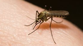 Naturalne sposoby na odstraszanie komarów. Wypróbuj koniecznie (WIDEO)
