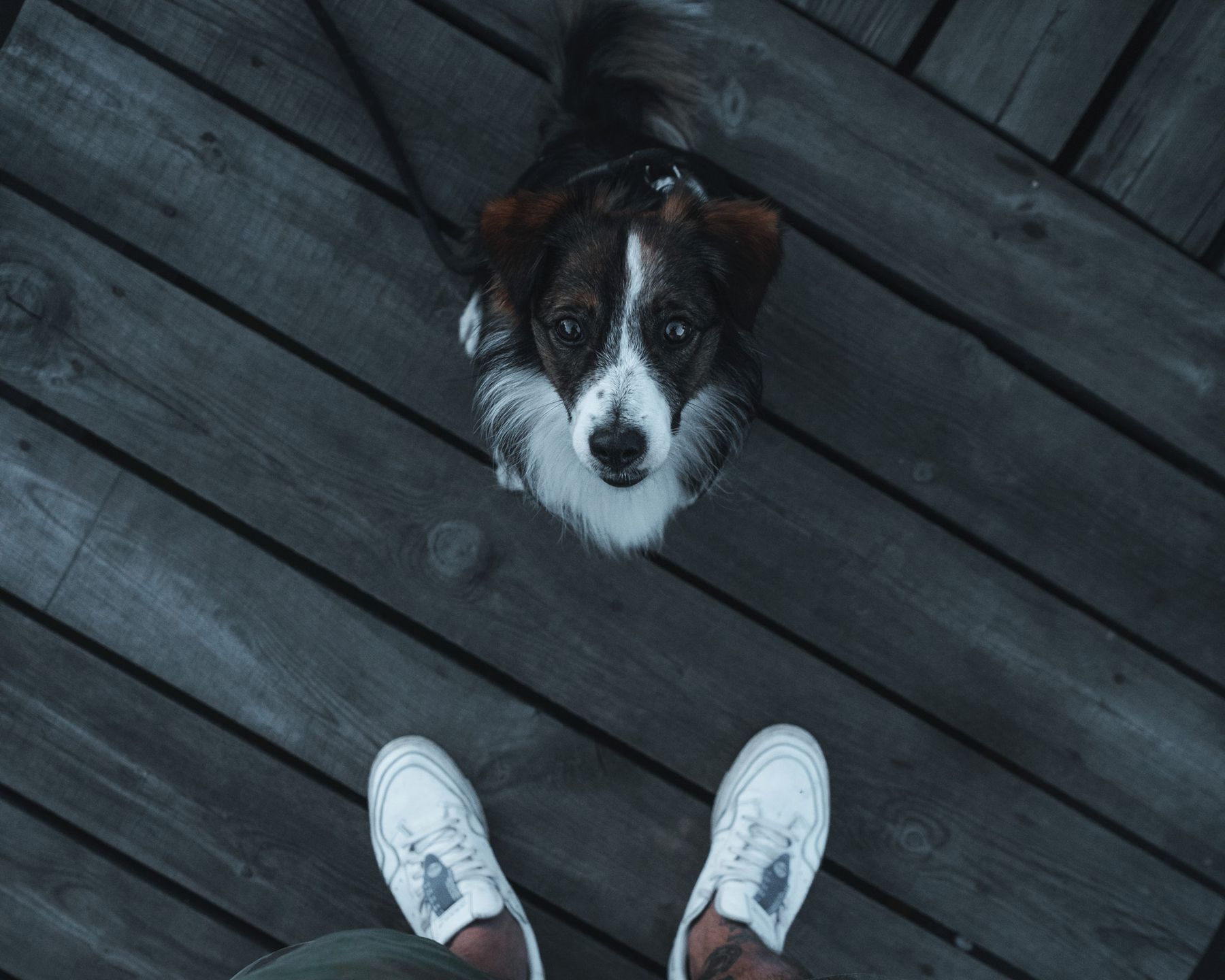 Apollo the Pies, czyli historia o moim małym fotograficznym przyjacielu 7