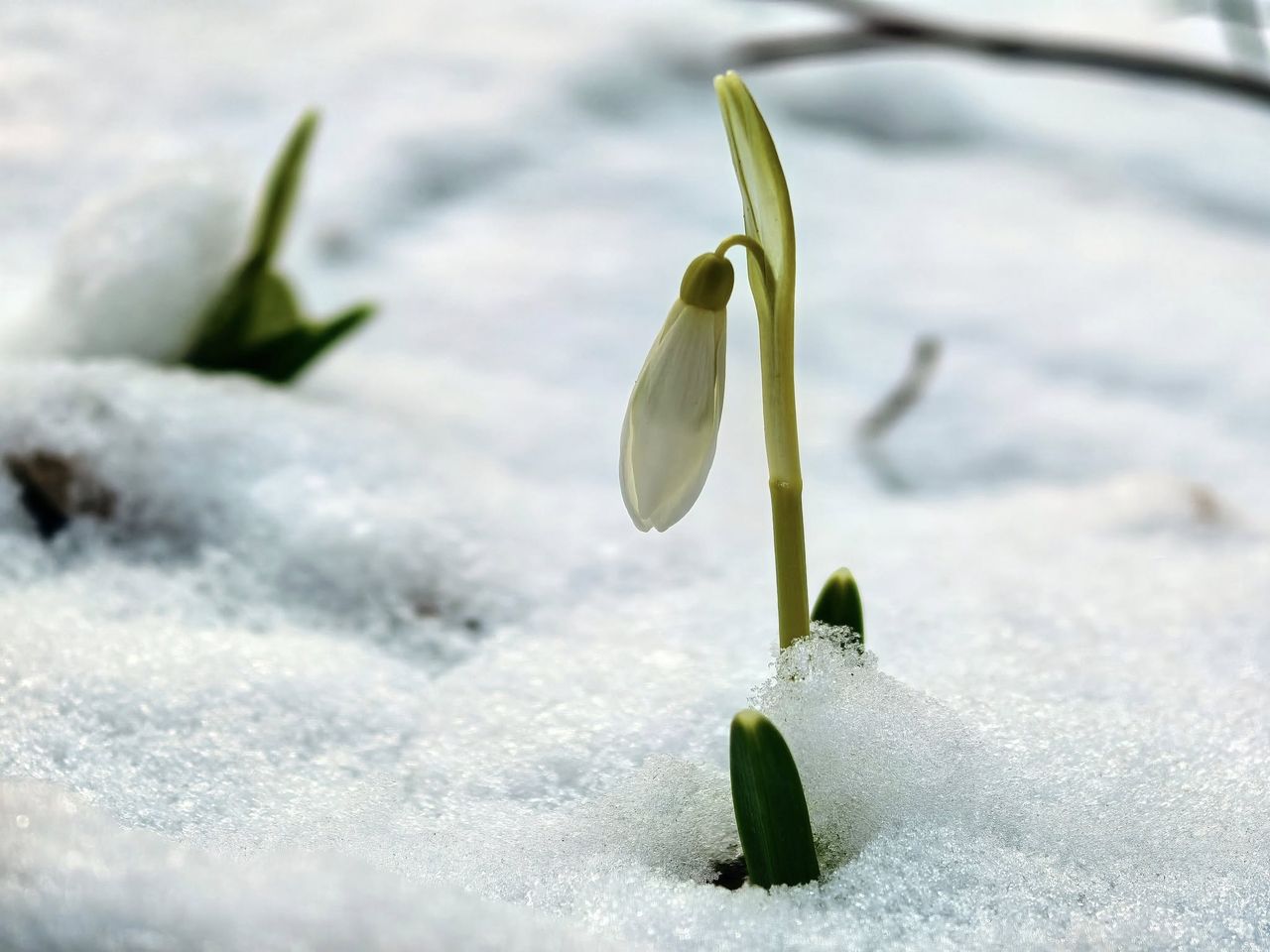Zima w odwrocie? W Bieszczadach pierwsze kwiaty przebiły się przez śnieg