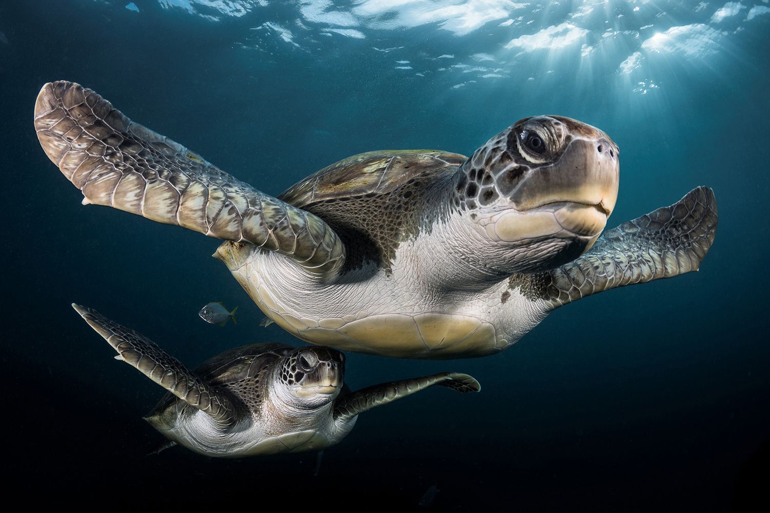 Takiego świata nie znacie. Oto najpiękniejsze zdjęcia podwodne w konkursie Underwater Photographer of the Year 2017 1