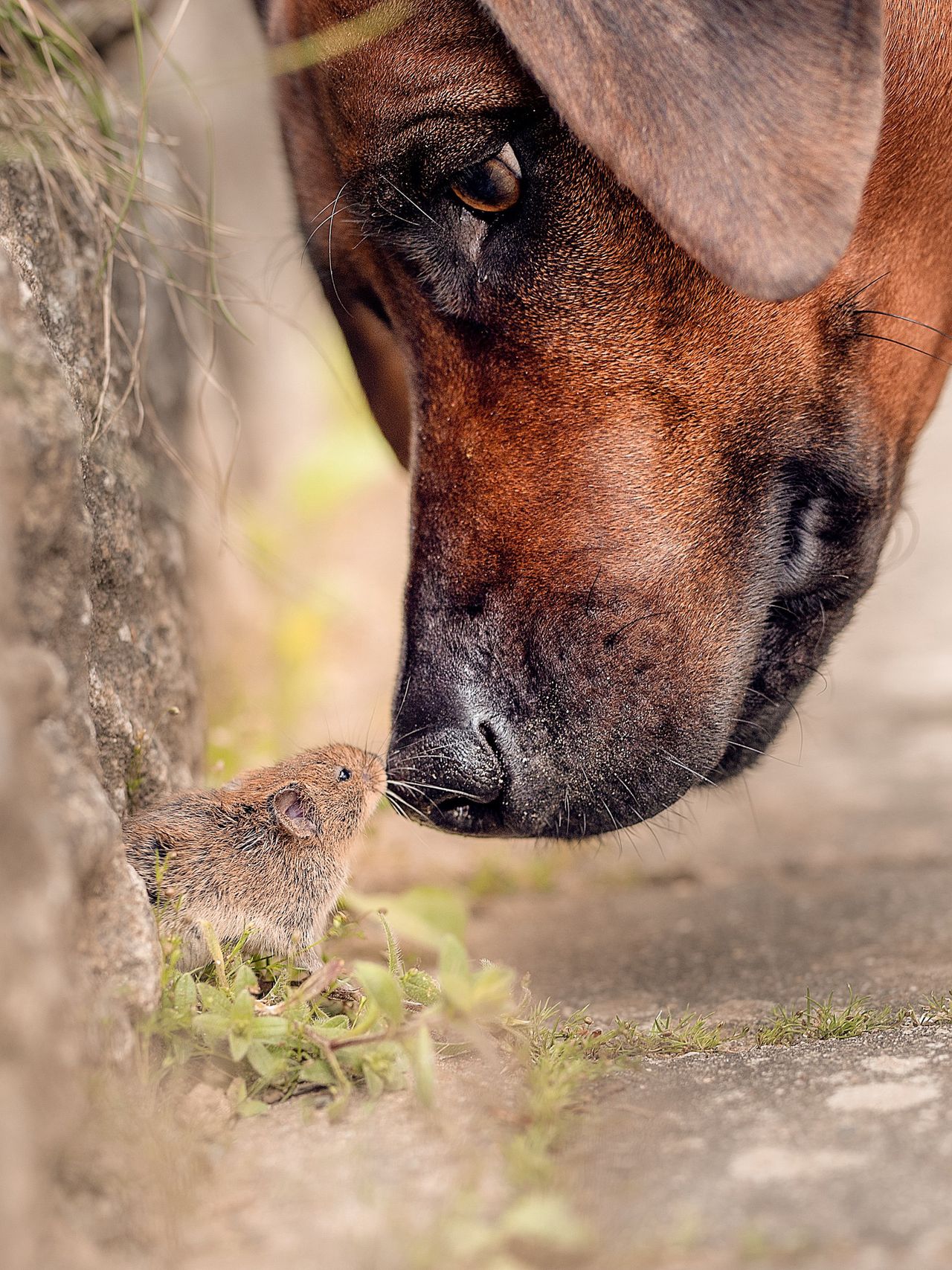 Zdjęcie finalisty konkursu Comedy Pet Photo Awards.