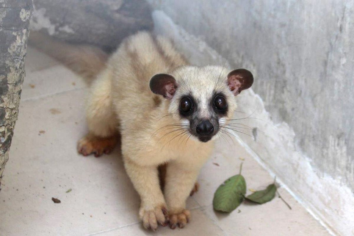 ZOO Wrocław ratuje z sukcesem zagrożony gatunek na Jawie. Na zdjęciu młody łaskunek jawajski (fot. ZOO Wrocław)