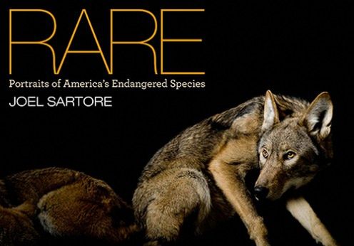 RARE, czyli portrety ginących gatunków zwierząt Joela Sartore z NG [wideo]