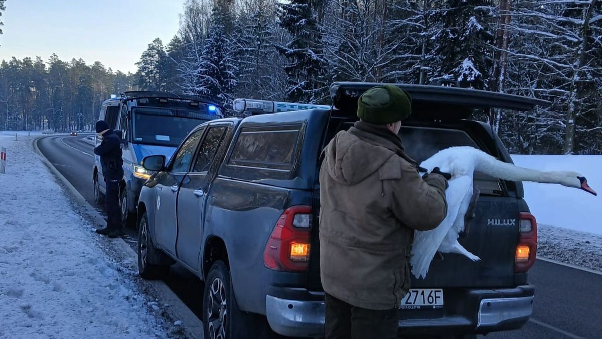 Łabędź zablokował drogę koło Olsztyna