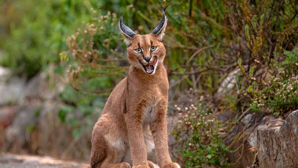 Bardzo rzadki kot ujęty z bliska. Tak wygląda karakal 1