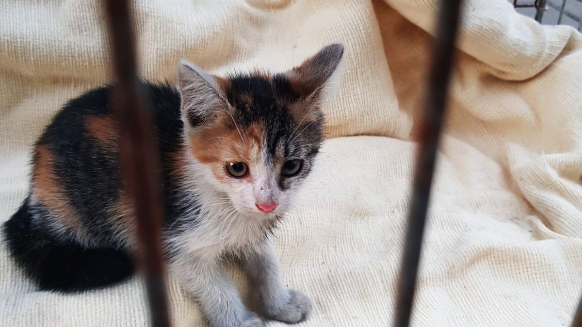 Nie od dziś wiadomo, że nie ma niczego słodszego niż mały kociak. Tego uratowali policjanci.