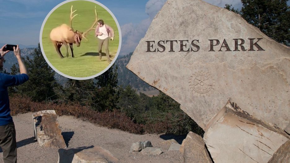 Łoś zaatakował turystę w Estes Park