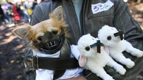 15 najciekawszych psich przebrań na Halloween 1