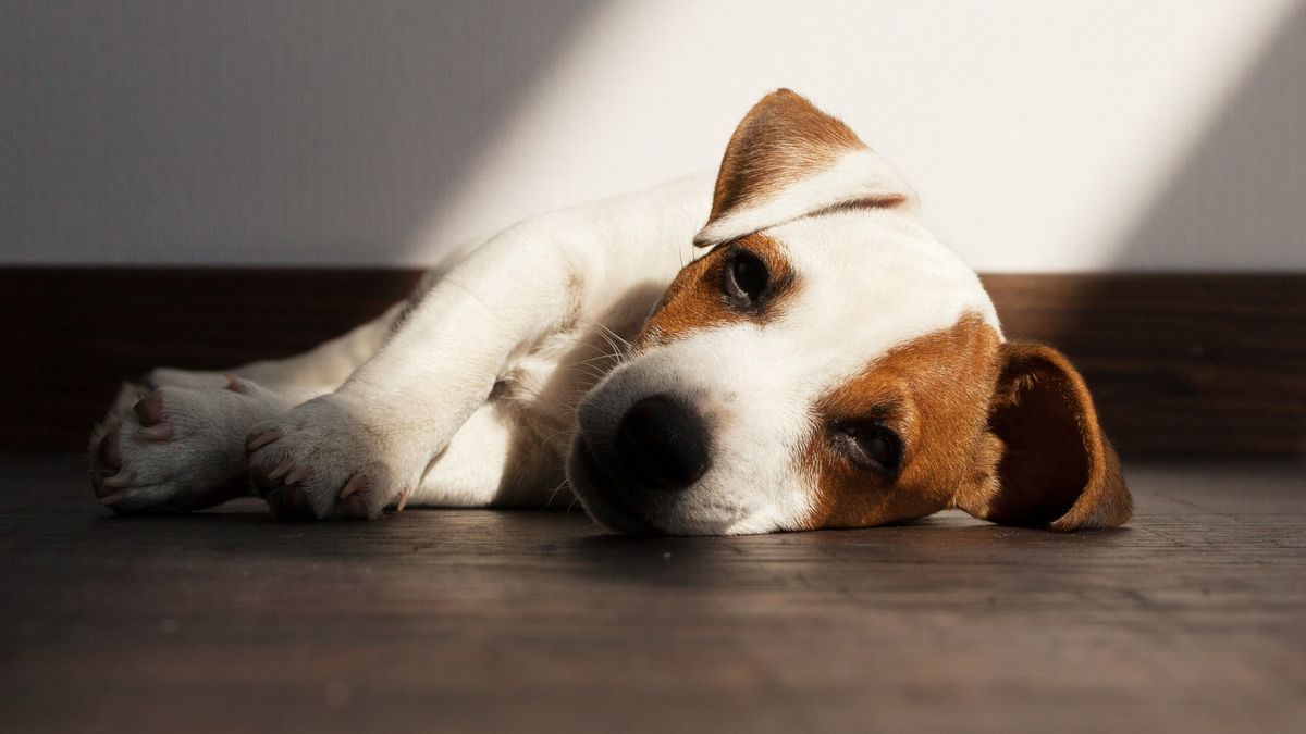 Za tobą ciężki weekend? Oto wynalazek na miarę Nobla: lody na kaca 1