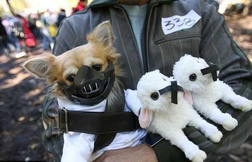 15 najciekawszych psich przebrań na Halloween