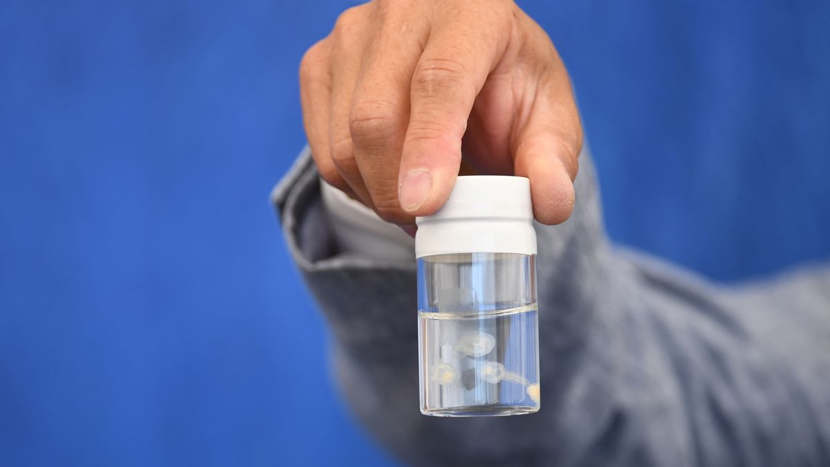 Meduzy Turritopsis dohrnii potrafią “oszukać śmierć” i wielokrotnie powracać do swojego pierwotnego etapu rozwoju