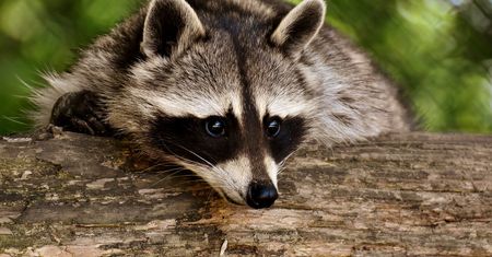 To miała być zwykła wizyta w sklepie zoologicznym. Zwierzę zostało uśpione