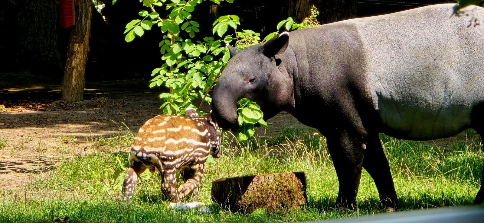 Mały tapir malajski z mamą