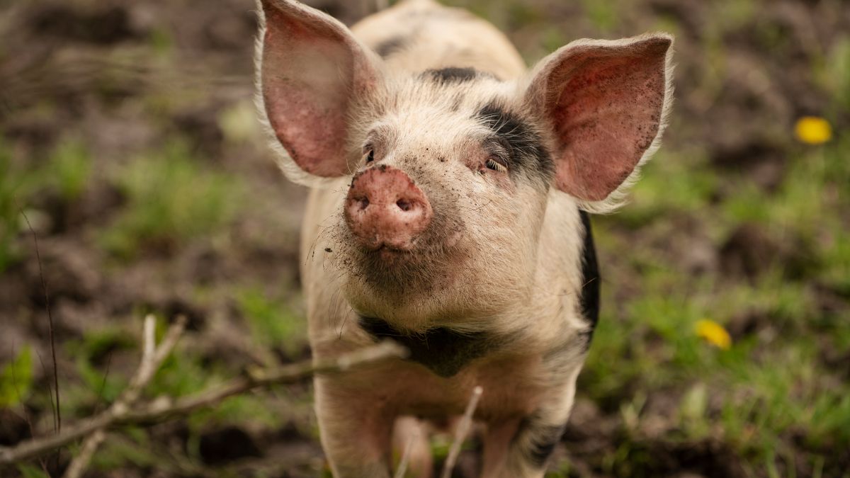 Świnia na wolności