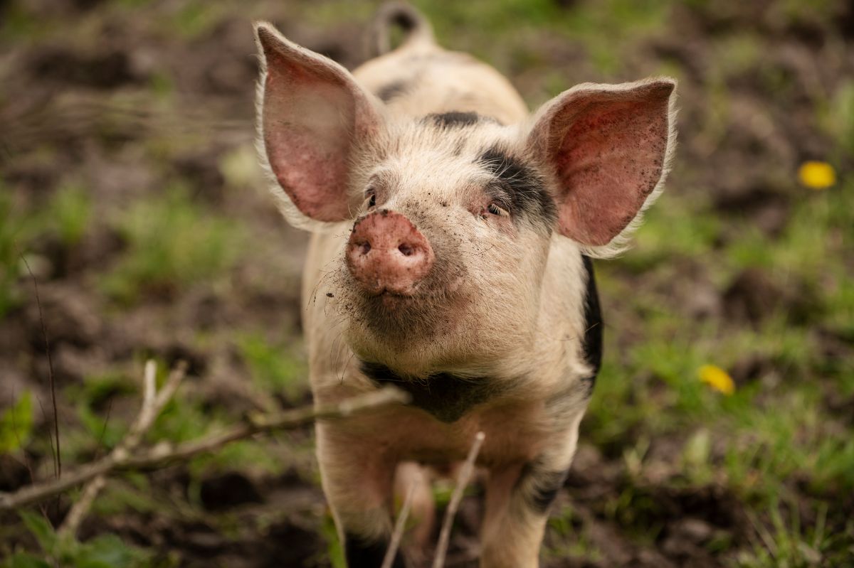 Zaangażowali świnie do ratowania środowiska. Patent jak ze średniowiecza