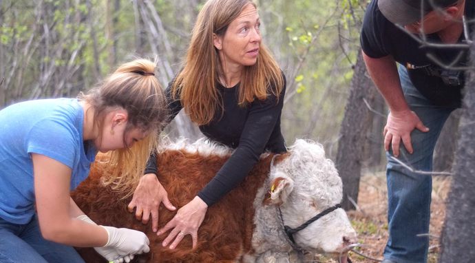 Weterynarz z powołania