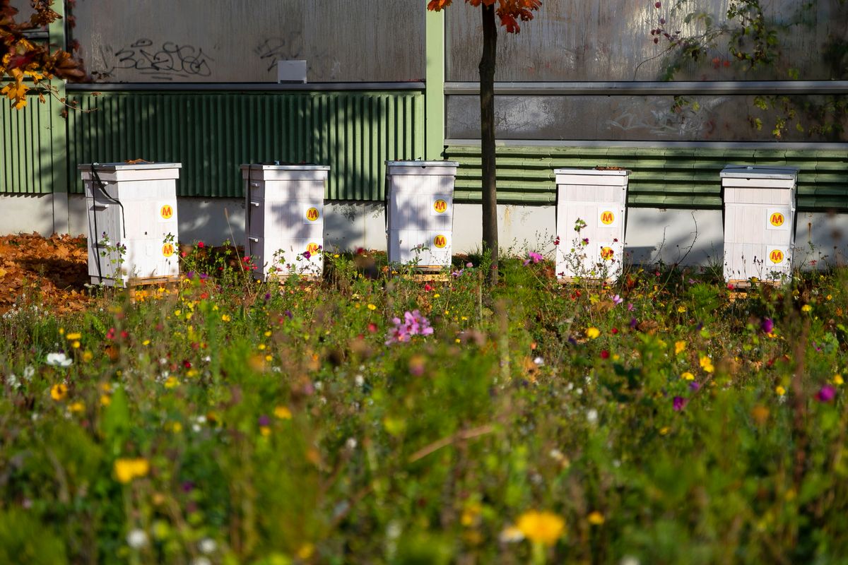 Warszawa. Kilkadziesiąt tysięcy pszczół na Kabatach, tuż przy stacji metra