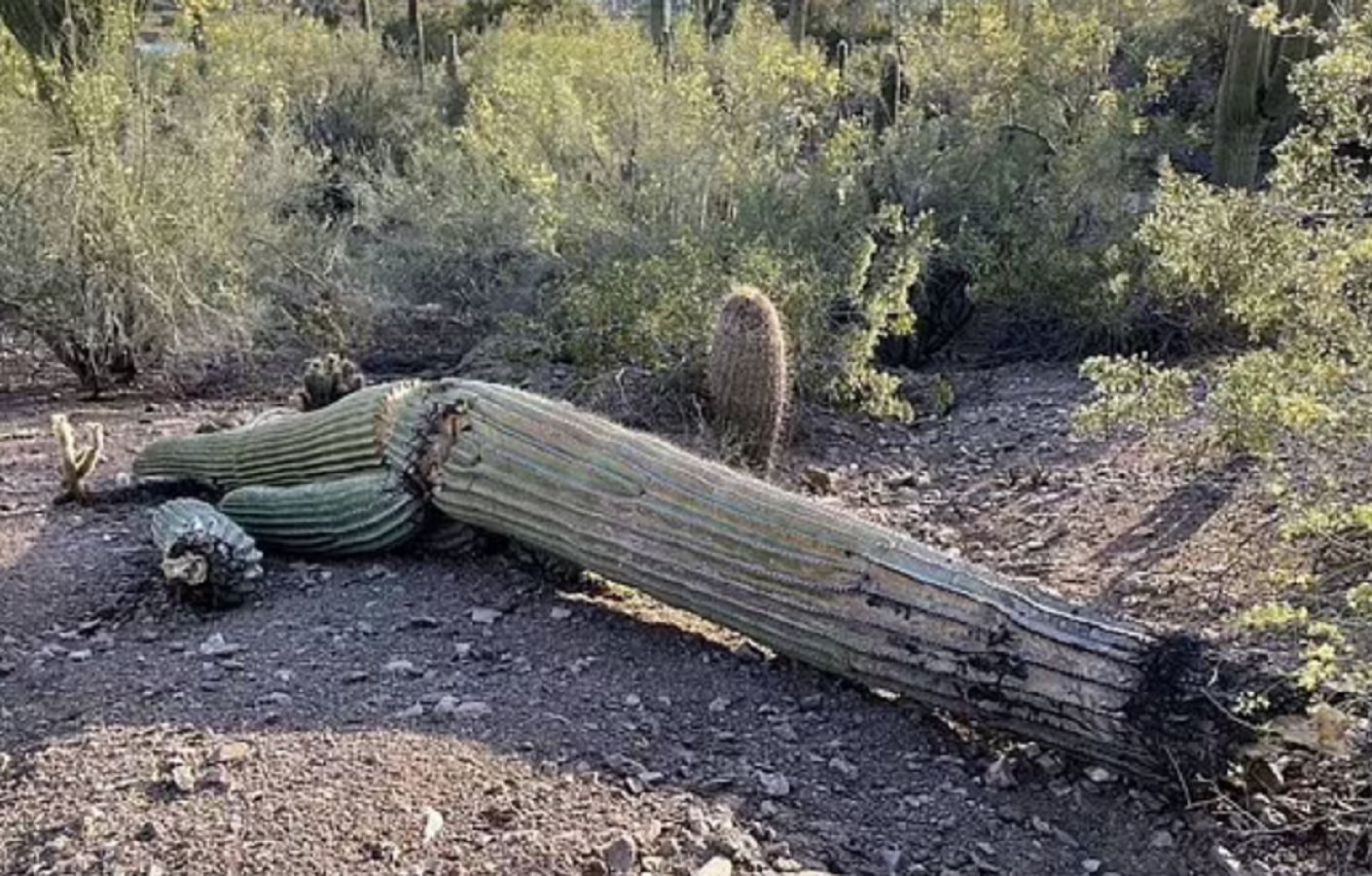 Fala upałów w Arizonie. Nie wytrzymują nawet kaktusy