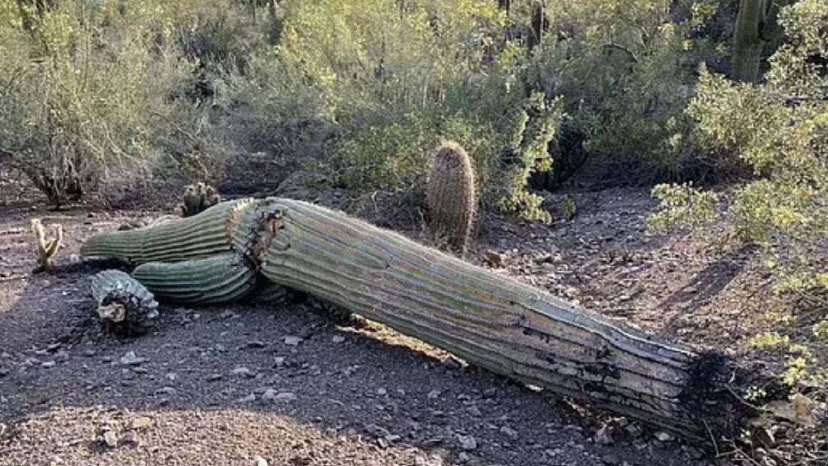 Kaktusy nie wytrzymują upałów.