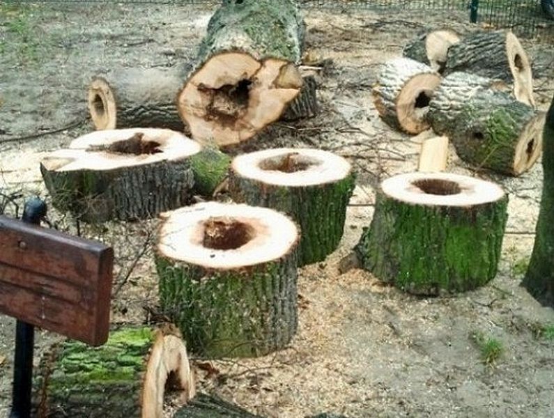 Prezydent oskarża PiS o wycinkę drzew w Warszawie. A jak było za jej rządów? Sprawdziliśmy