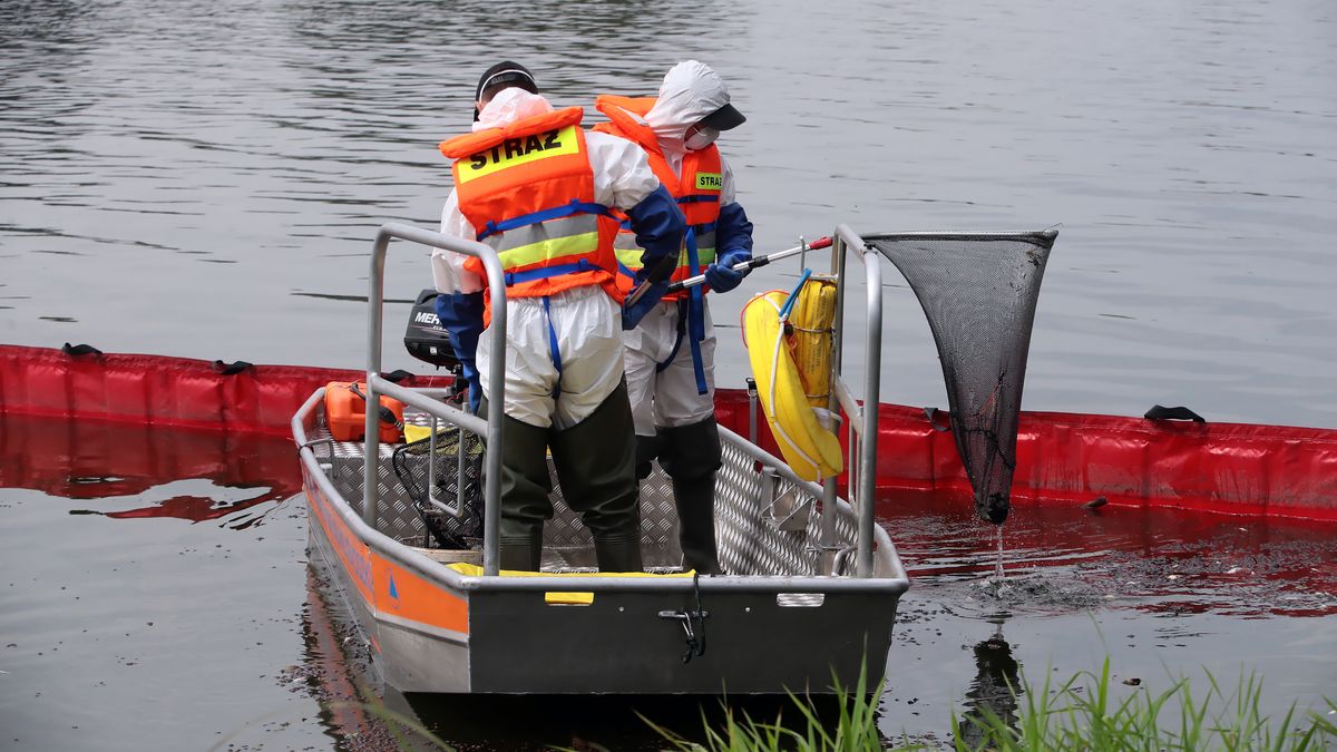 Żabnica (pow. gryfiński), 19.08.2022. Strażacy w strojach ochronnych usuwają martwe ryby przy zaporze elastycznej na Odrze w Żabnicy k. Gryfina, 19 bm. W miejscowości odbyła się konferencja Minister klimatu i środowiska Anny Moskwa dot. zanieczyszczenia Odry. (jm) PAP/Jerzy Muszyński