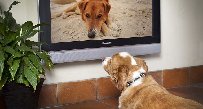 Pasmo Dog TV dla psów od czerwca w Animal Planet HD