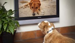 Pasmo Dog TV dla psów od czerwca w Animal Planet HD