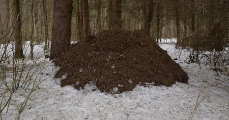 Zdjęcie z białowieskiego lasu. Nie uwierzysz, co to jest