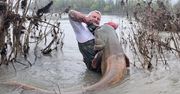 Sum gigant z Odry. Mierzył prawie 2,5 m długości