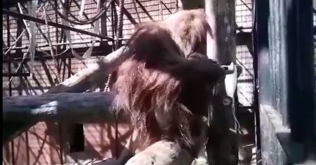Maseczki ochronne. Orangutan uczy, jak ich nie zakładać [Zobacz wideo]