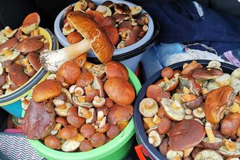 W tych miejscach jest najwięcej okazów. Grzybiarze wychodzą z pełnymi koszami